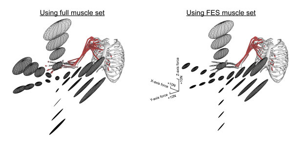 endpoint stiffness predicted by biomechanical model